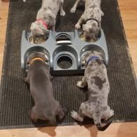 Five dogs eating from a circular multi-bowl feeder on a rug indoors.