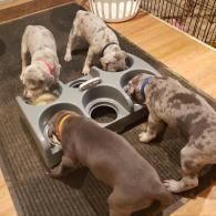 Four puppies eating from a shared feeding station on a rug indoors
