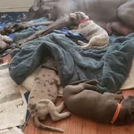 Sleeping puppies cuddled on a blanket beside newspapers on a wooden floor
