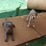 Two small puppies, one gray and one white, sitting on a brown mat outdoors.