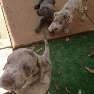 Three muddy puppies on a patio, one close to the camera on artificial grass.