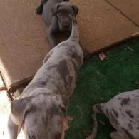 Two spotted dogs standing on a patio near grass