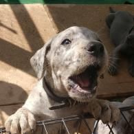 Happy speckled dog with mouth open, paws on a gate, looking up indoors