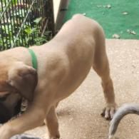 Tan dog stretching on a patio, wearing a green collar, with a fence and green turf in the background