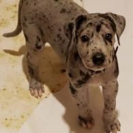 Spotted puppy standing on a light floor and looking up at the camera