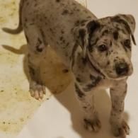 Merle puppy standing in a bathtub, looking up at the camera