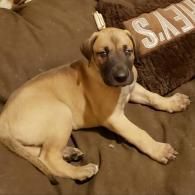 Tan puppy lying on a brown couch, looking at the camera with a relaxed expression.