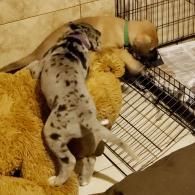 Two puppies play on a large tan stuffed animal beside a metal crate