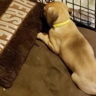 Tan puppy with yellow collar resting on a brown dog bed beside a cushion