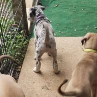 Two dogs on a patio watching a fenced grassy area, one spotted and one tan.