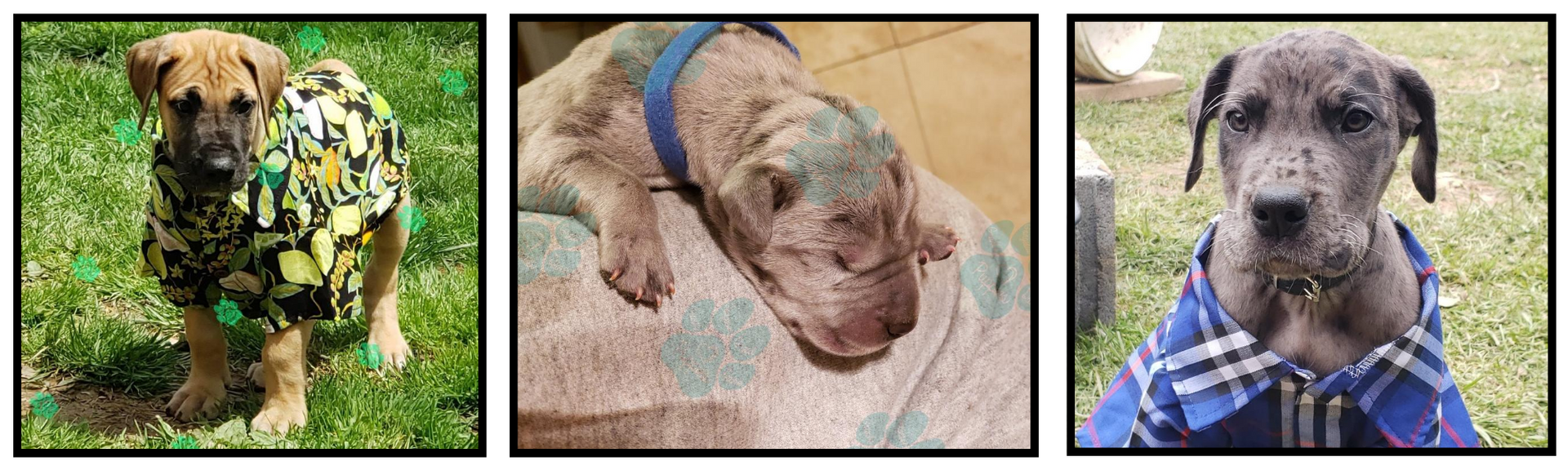 Three dogs in separate close-up photos: a brown pup in camouflage, a wrinkly tan dog, and a gray dog in a blue plaid shirt