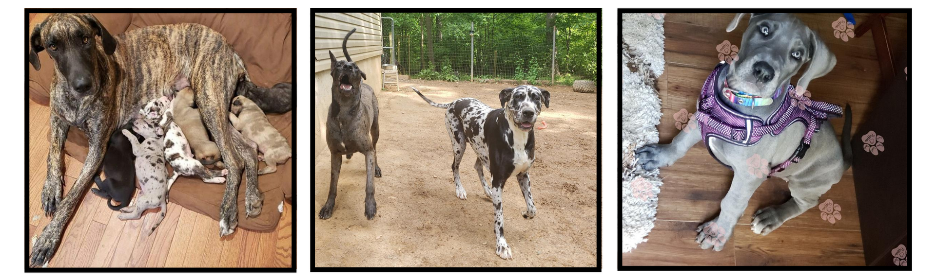 Three photos of a brindle dog, a black-and-white dog outdoors, and a small dog in a purple sweater