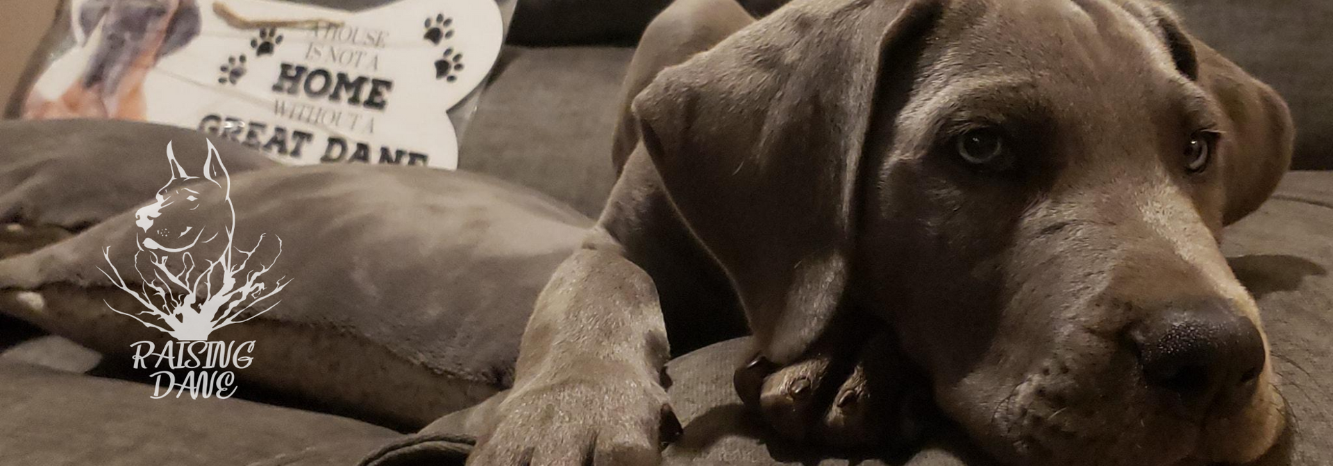 Brown dog lying on a couch beside a decorative pillow