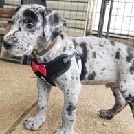 Merle puppy wearing a black harness with a red bow, standing on a concrete floor near a gate.