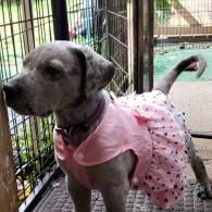 Small gray dog in a pink dress standing in a kennel