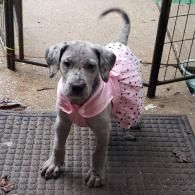 Gray puppy in a pink dress and scarf stands on a mat by a gate.