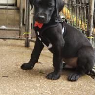 Black puppy with a red bow tie sitting on a concrete floor near a metal fence