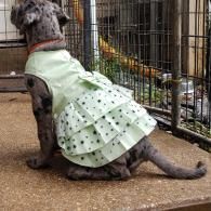 Gray dog in a mint-green polka-dot dress sitting on a porch facing a fenced yard