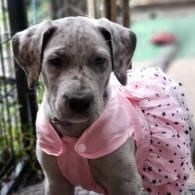 Gray puppy in a pink dress, sitting and looking at the camera outdoors.