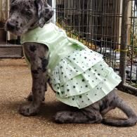 Spotted dog wearing a mint green polka-dot dress, sitting in a kennel area.