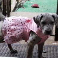Small gray dog wearing a pink dress and collar, standing on a mat outdoors.