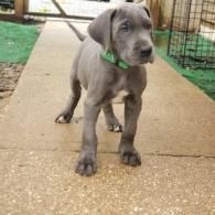 Gray puppy with green collar standing on a wet concrete path outdoors