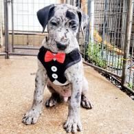Puppy in a black tuxedo harness with a red bow tie sitting on a patio near a fence.