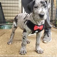 Spotted puppy in a red bow tie standing on a wet porch, wearing a black harness.