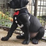 Black dog in a red bow tie sitting by a metal fence outdoors