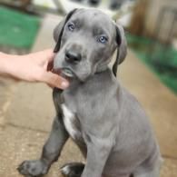 Gray puppy sitting while a hand gently holds its chin, looking at the camera.