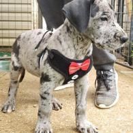 Dalmatian puppy wearing a red bow tie stands beside a person's sneaker on a dirt floor.