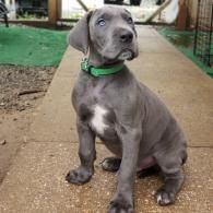 Gray puppy wearing a green collar sitting on a concrete path outdoors