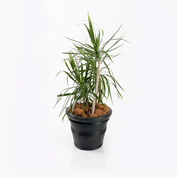 Plants — Welshpool, WA — Advans Exhibition Services