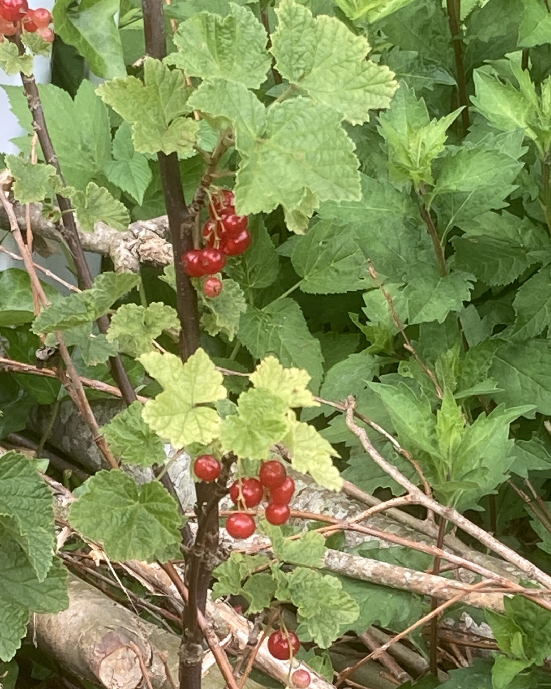 Red currants hanging on a bush with green leaves and thin branches