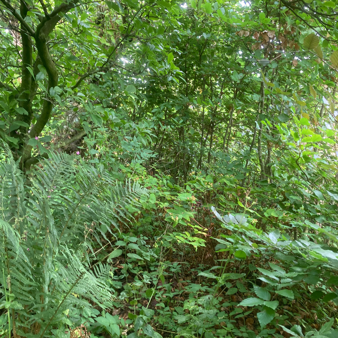 Groene planten en bomen in een verwaarloosde volkstuin