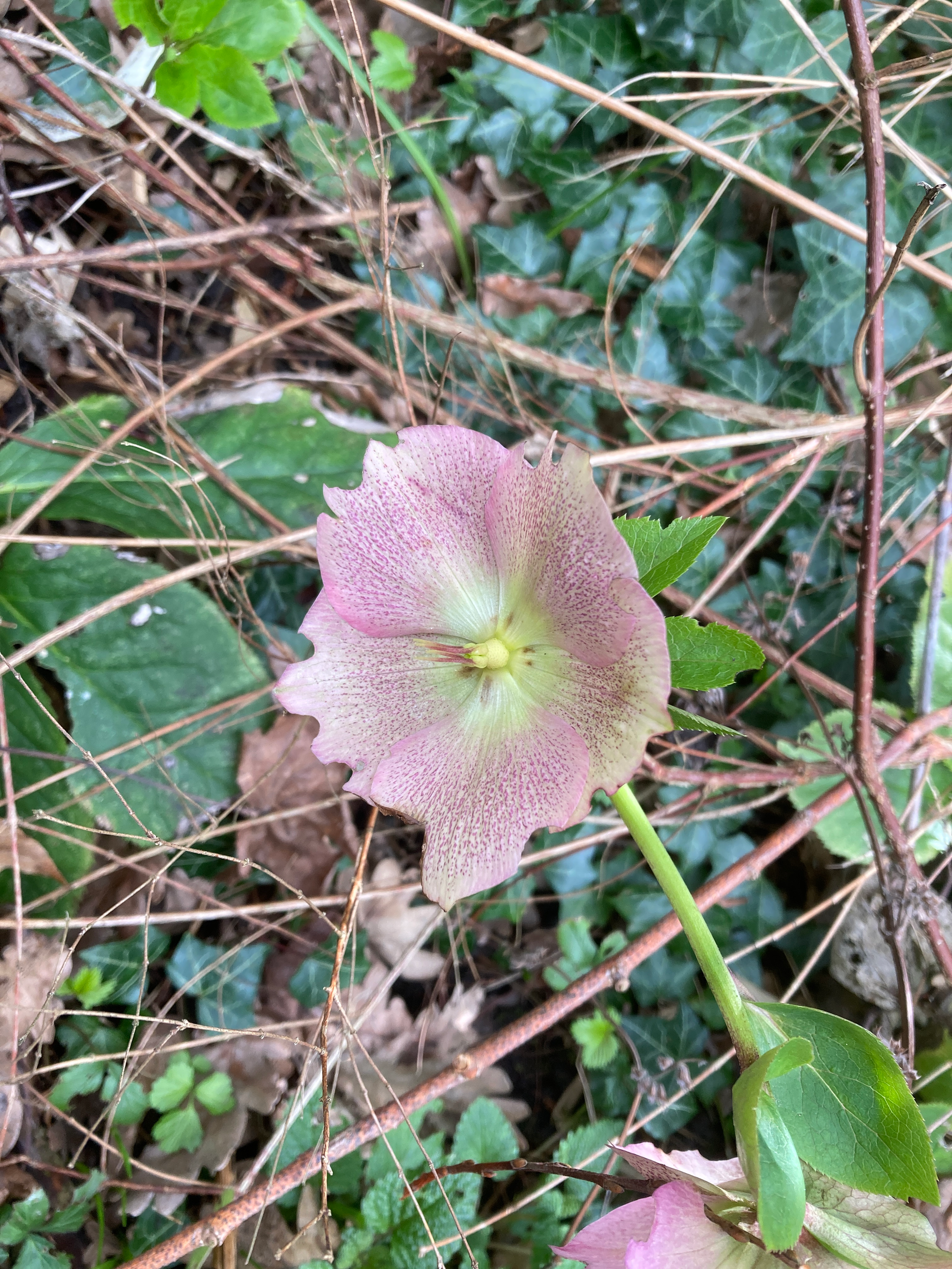 A pale pink, speckled Hellebore flower with a green center blooming amidst tangled branches and ivy leaves.