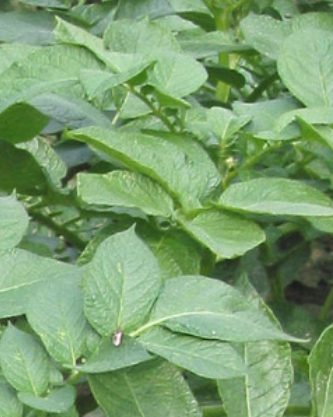 The lush, green, pinnate leaves of a potato plant.
