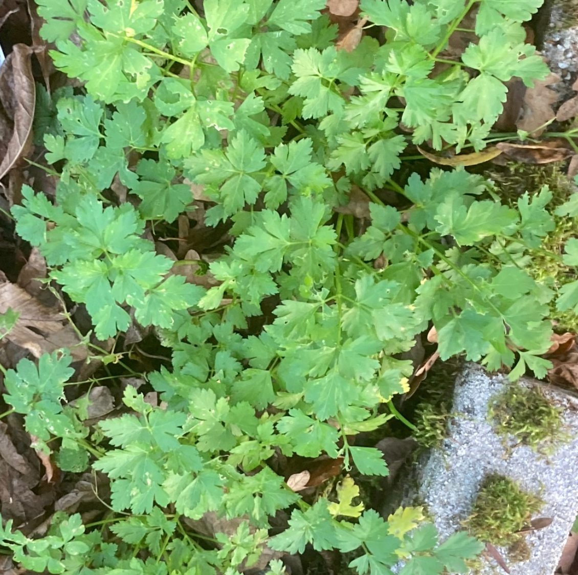 Green parsley-like plants growing on the ground, surrounded by leaves and stone.