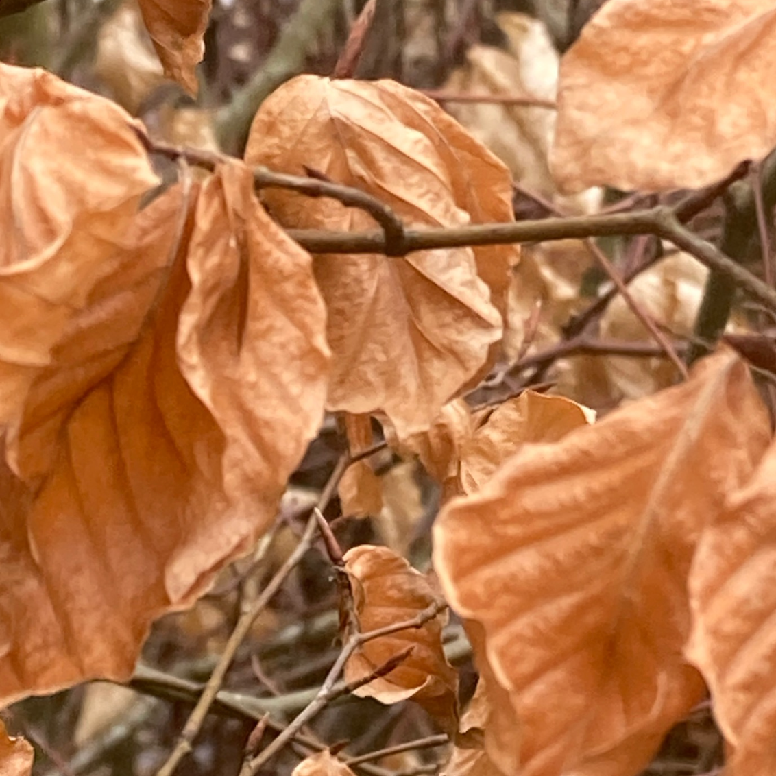 Dry, brown leaves clinging to branches, likely in winter or fall.