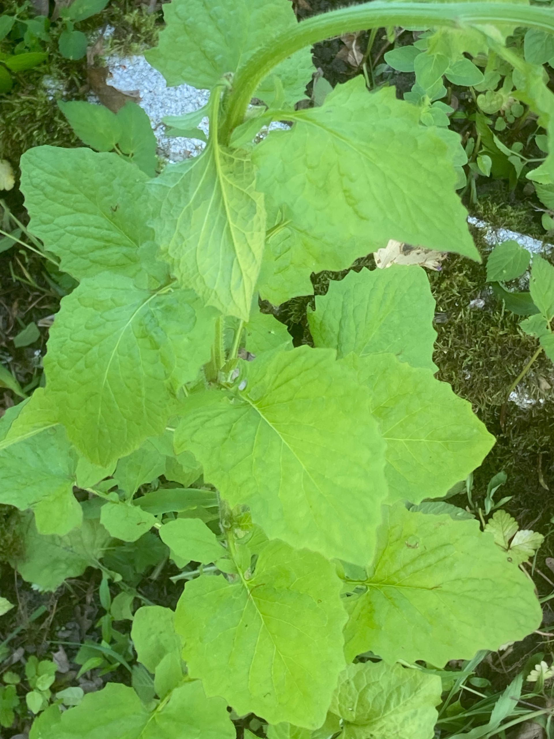 Green leafy plant with large heart-shaped leaves growing outdoors among other foliage