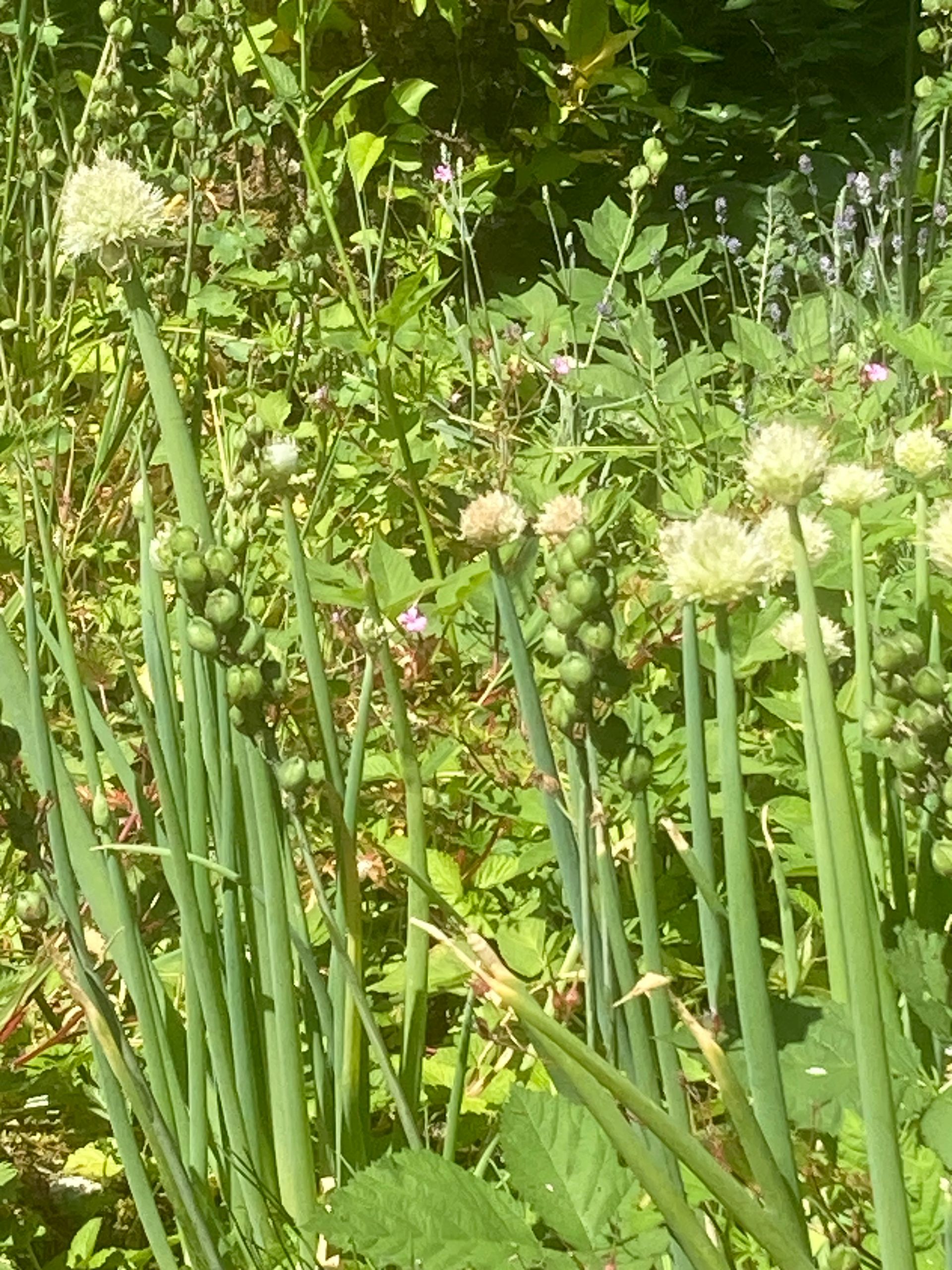 Green onions growing in a sunny garden bed with white flower heads
