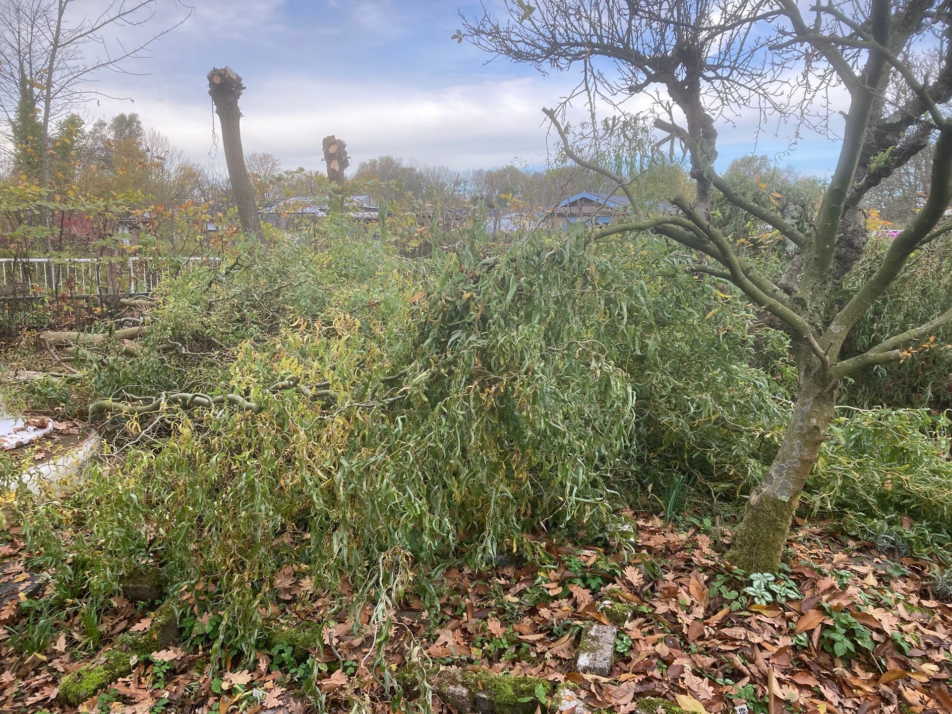 Green shrubbery and a tree with bare branches in an outdoor setting with a cloudy sky.