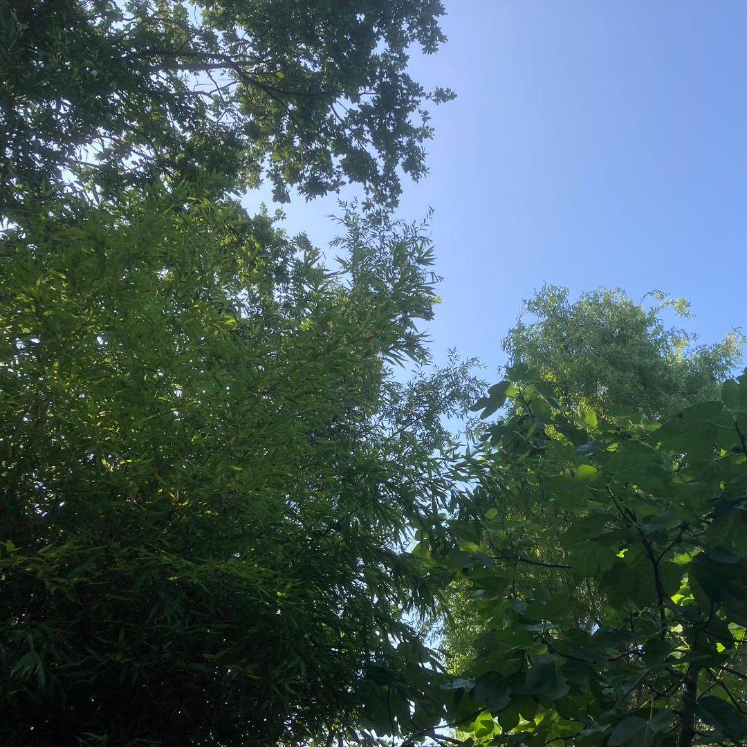 eik bamboe vijgenboom tegen blauwe lucht