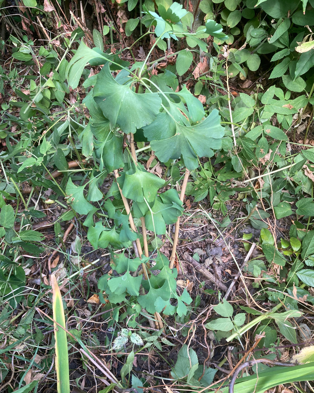 Green leafy plant growing among dense ground cover and vines.