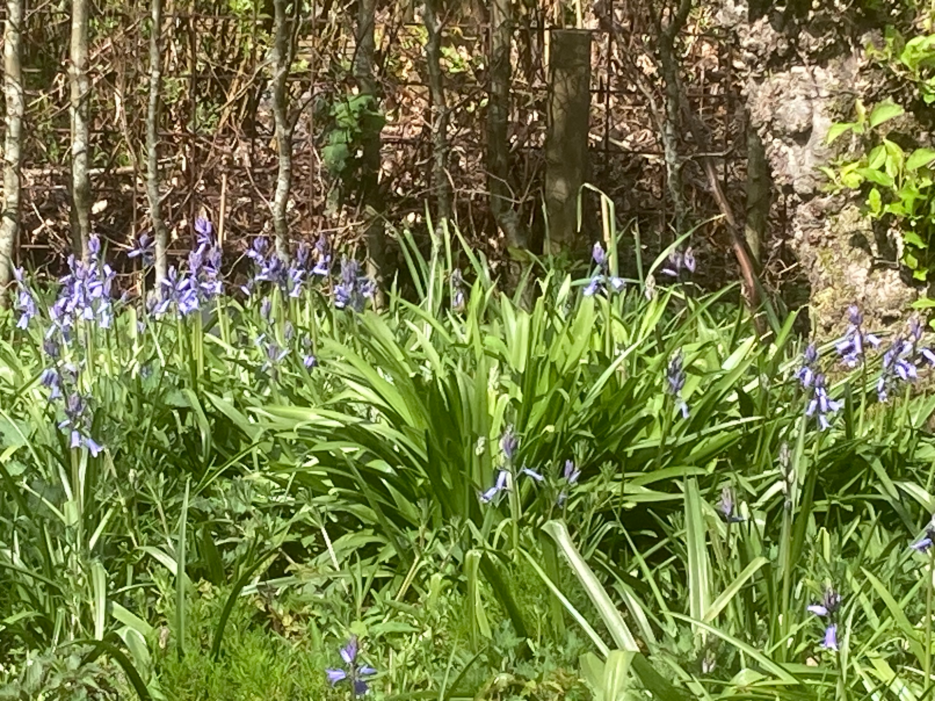 A patch of purple-blue bellflowers blooming in a grassy, sunlit woodland setting.