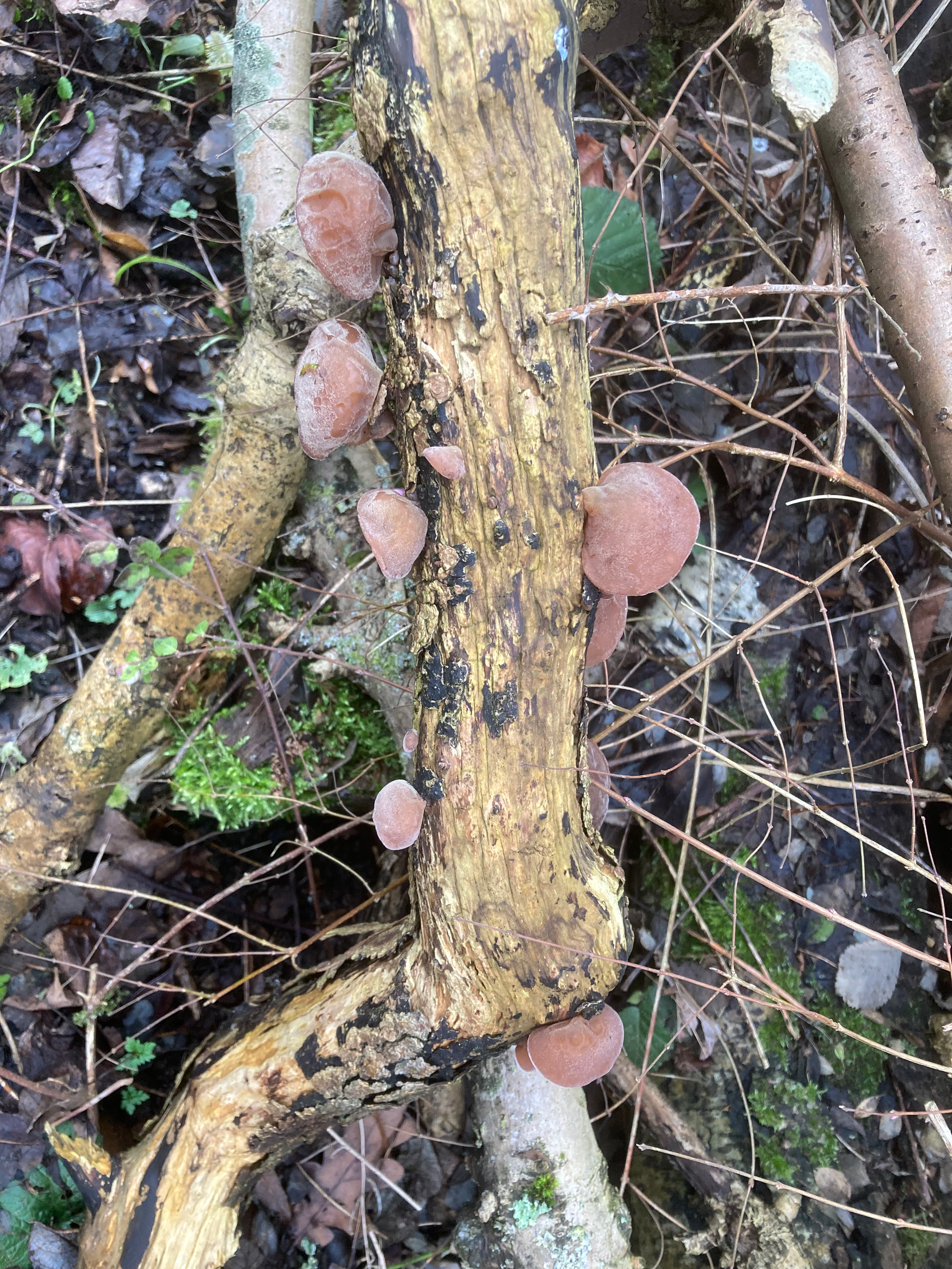 Brown fungi growing on a tan log surrounded by twigs, moss, and leaves.