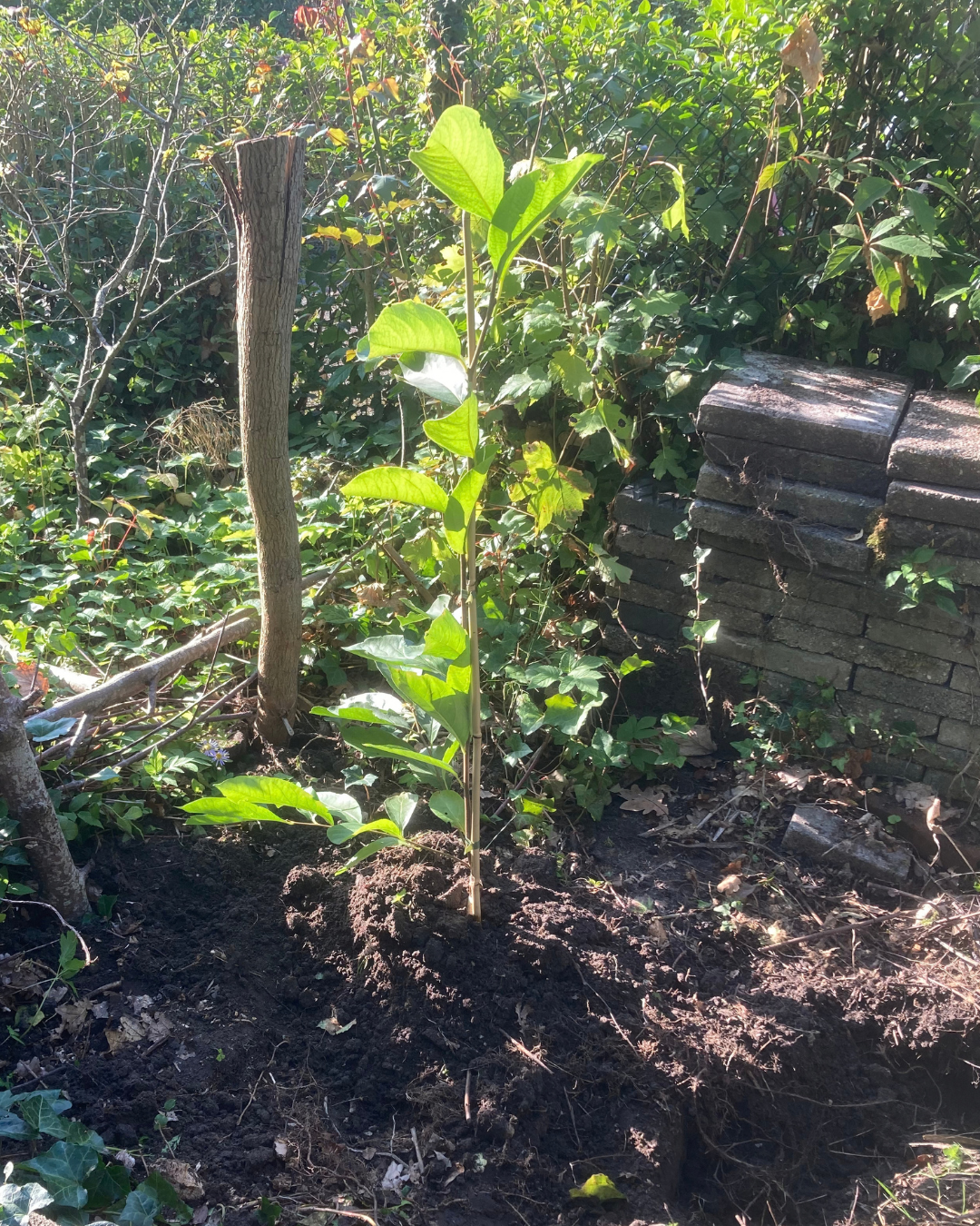 Young green sapling growing in a sunny garden bed beside a stack of bricks