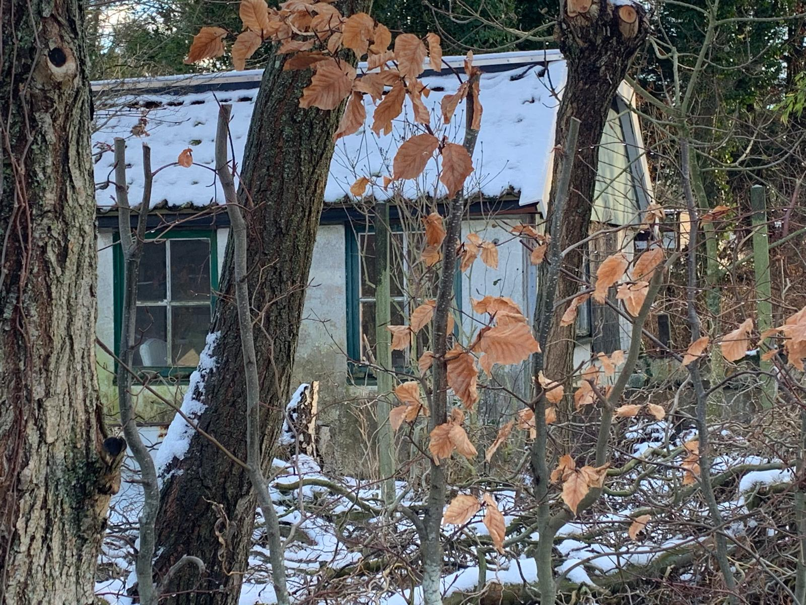 Snow-covered small cabin nestled among bare trees in winter. Brown leaves and frosted roof visible.
