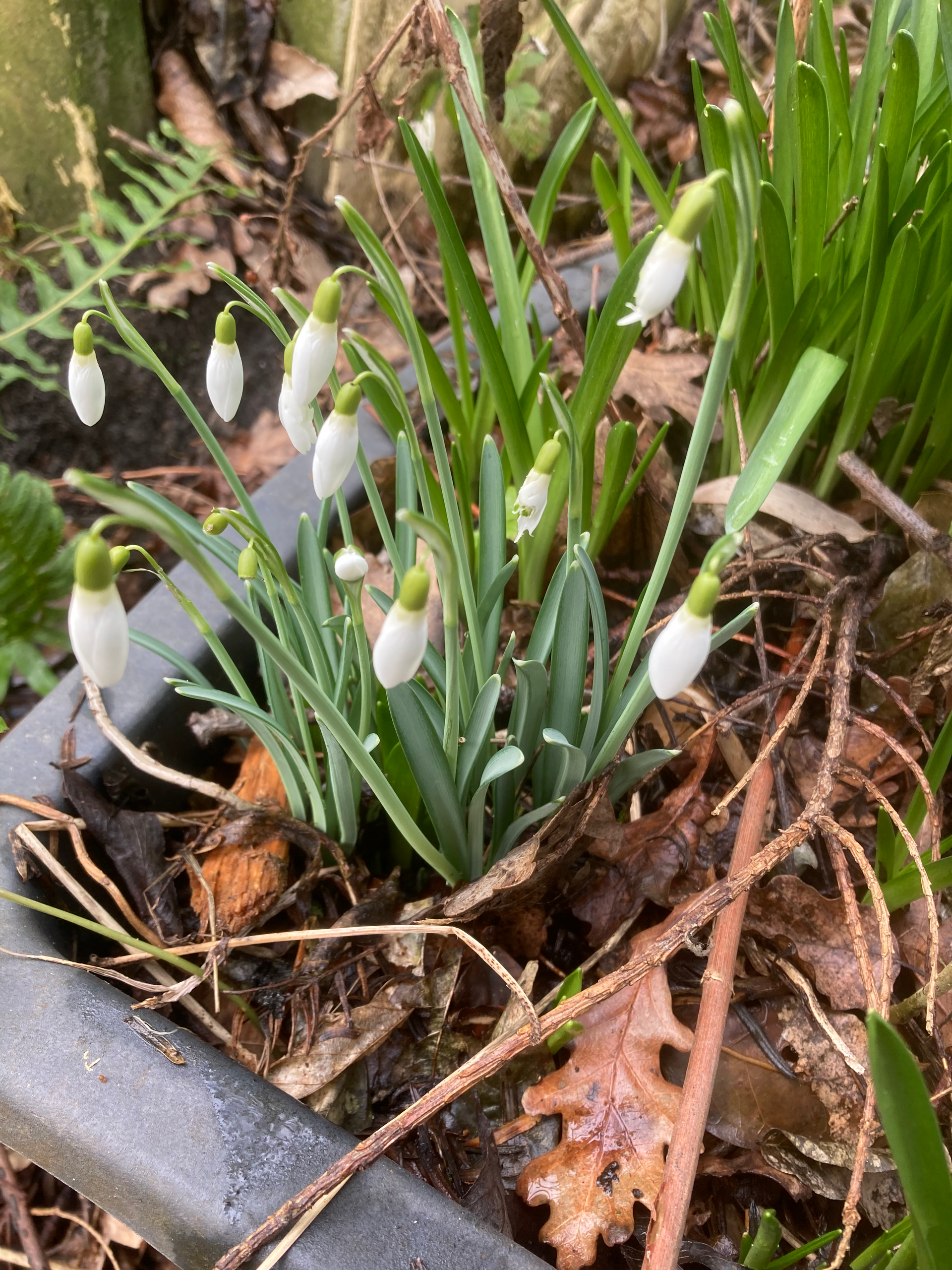 Cluster of snowdrop flowers, white with green tips, growing in a dark container with surrounding foliage and fallen leaves.