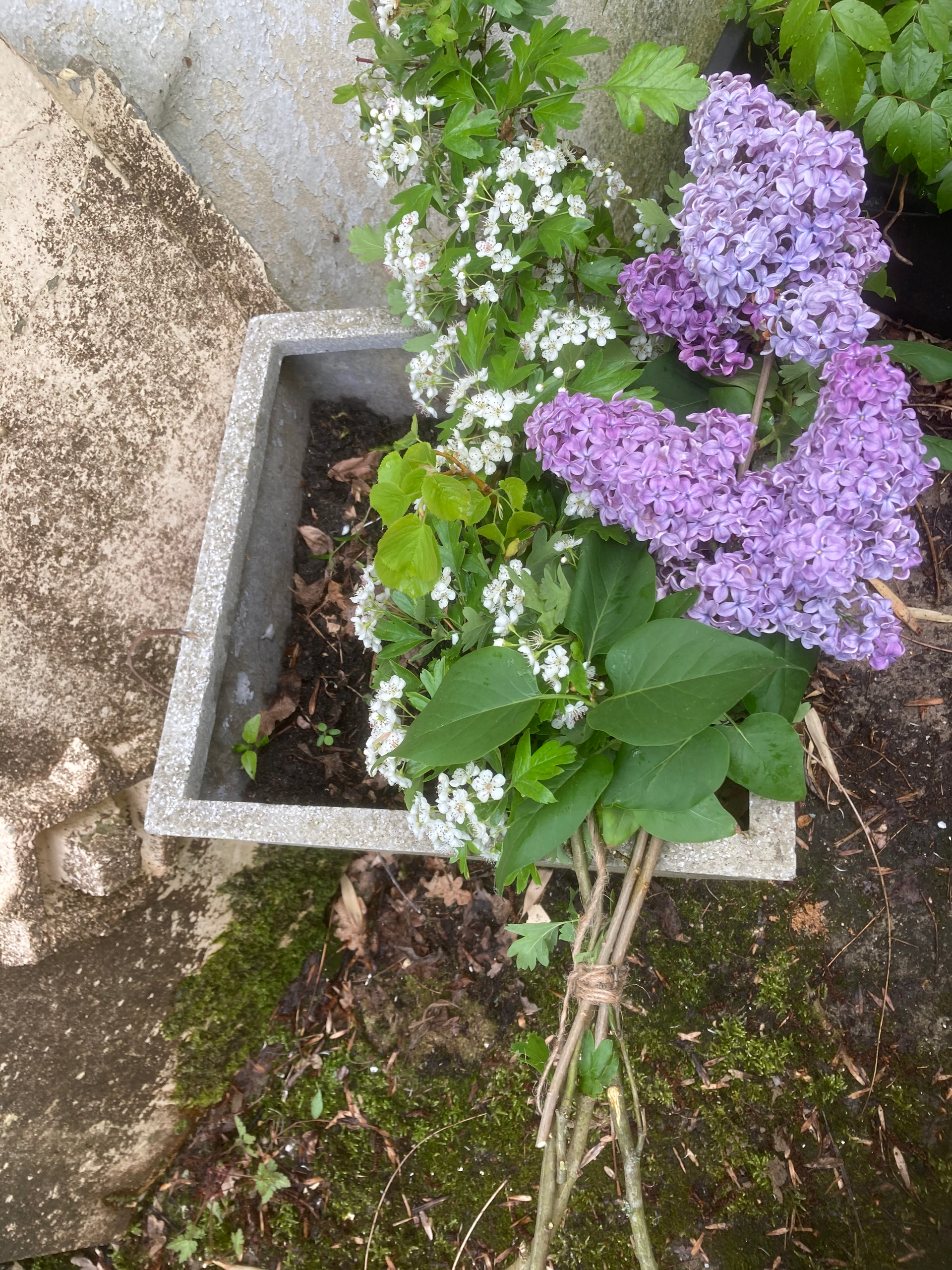 Potted lilac bush with purple and white blossoms beside a concrete planter wall.